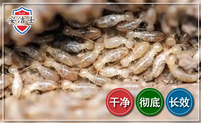 湖州白蚁防治
