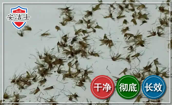 湖州苍蝇防治-灭蝇