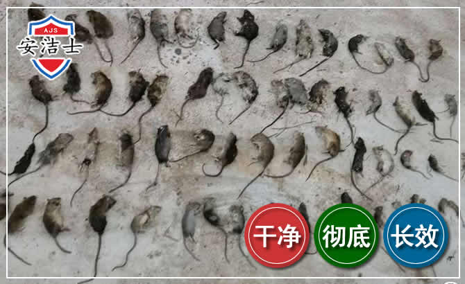 湖州鼠害防治-灭鼠