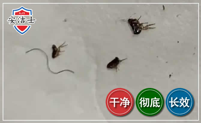 湖州跳蚤防治-灭跳蚤
